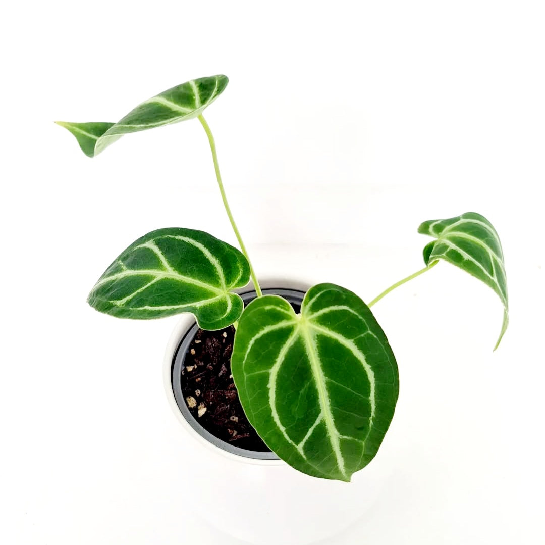 anthurium nz Anthurium Crystallinum – Plant Love (NZ)