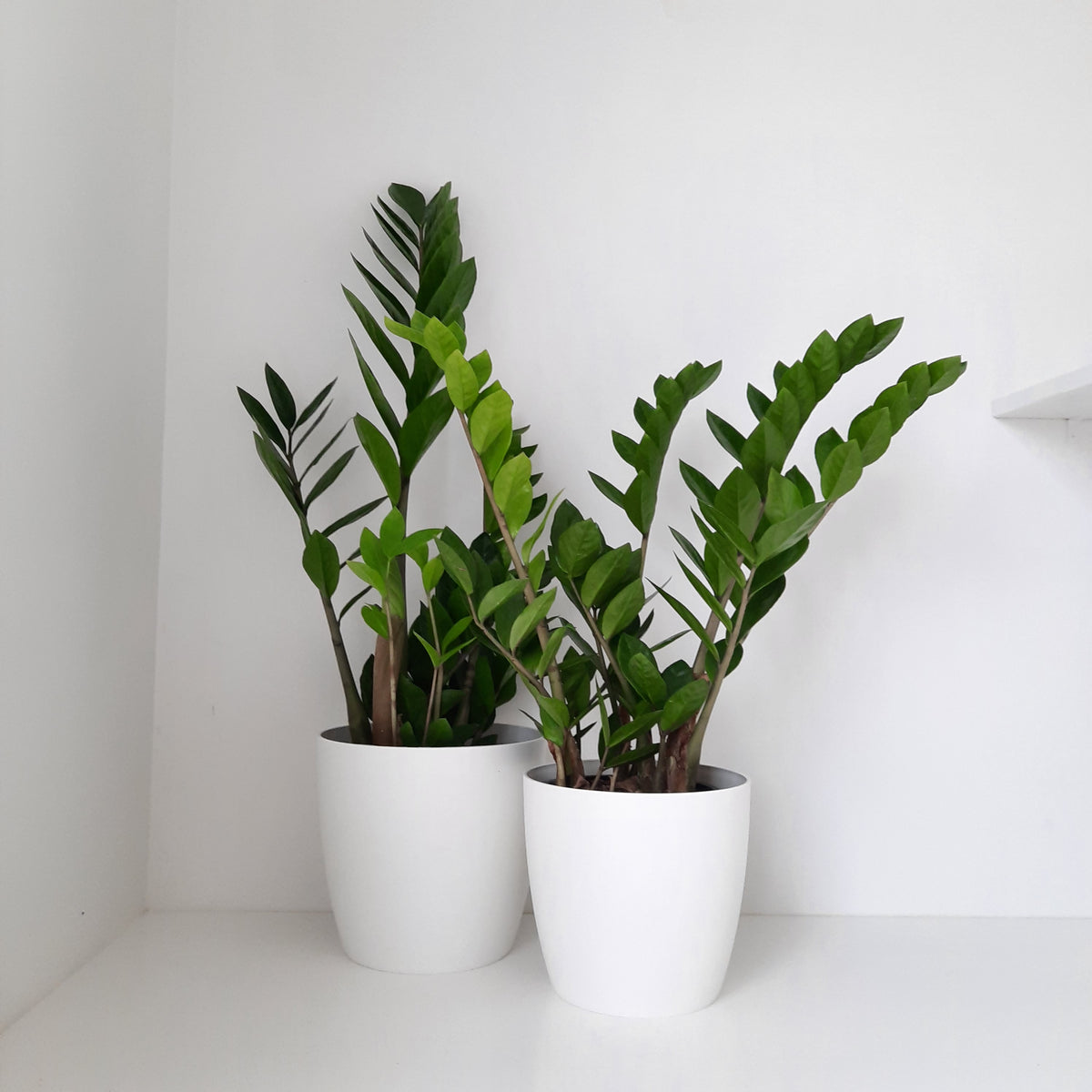 ZZ Plant
