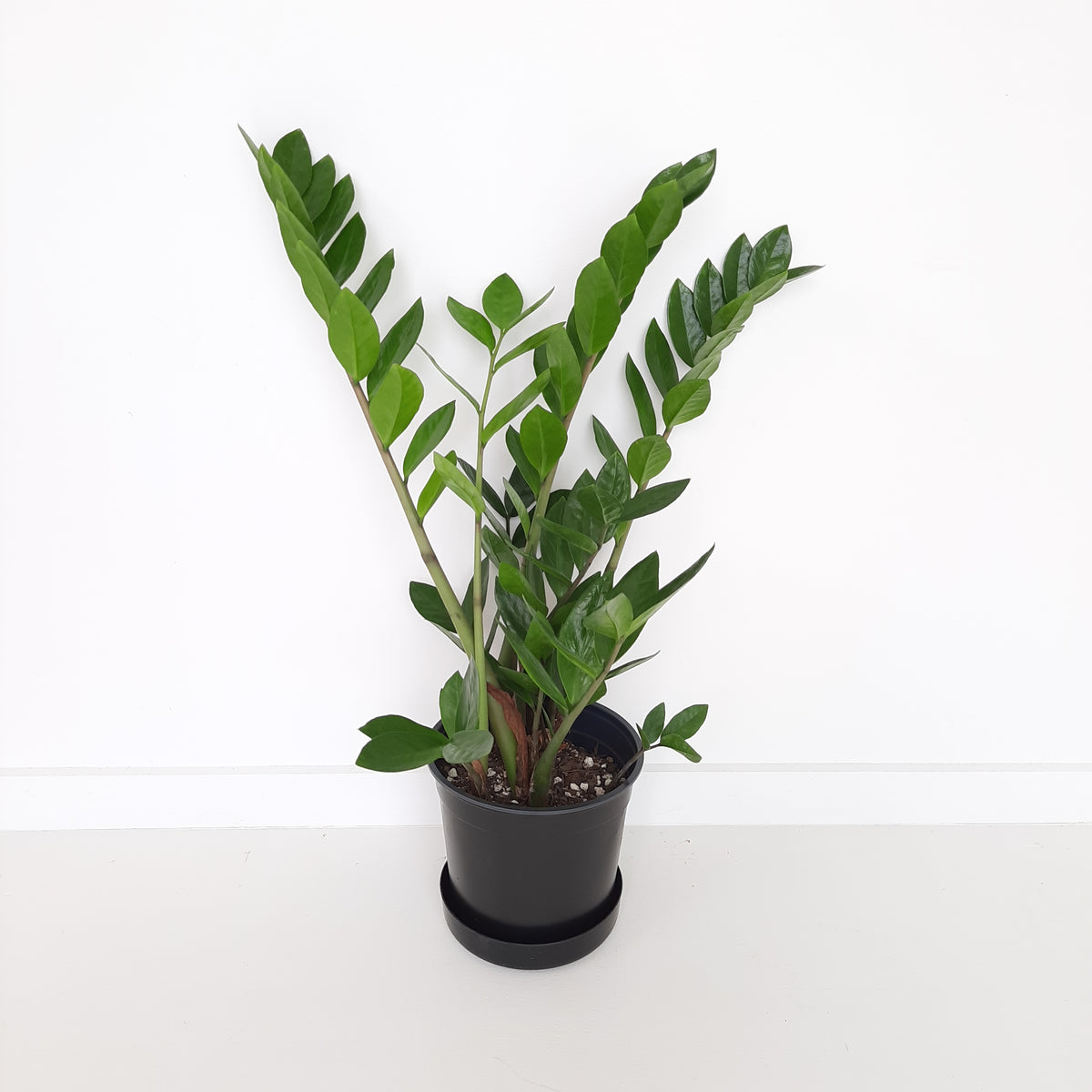 ZZ Plant