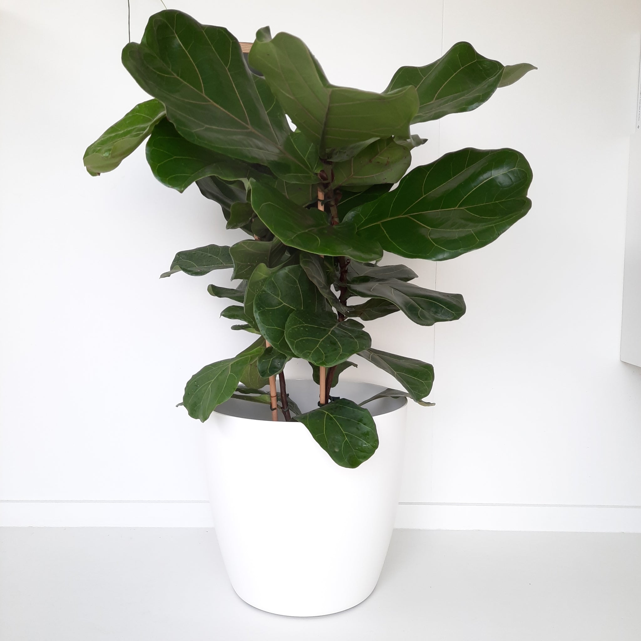 Ficus Lyrata / Fiddle Leaf Fig