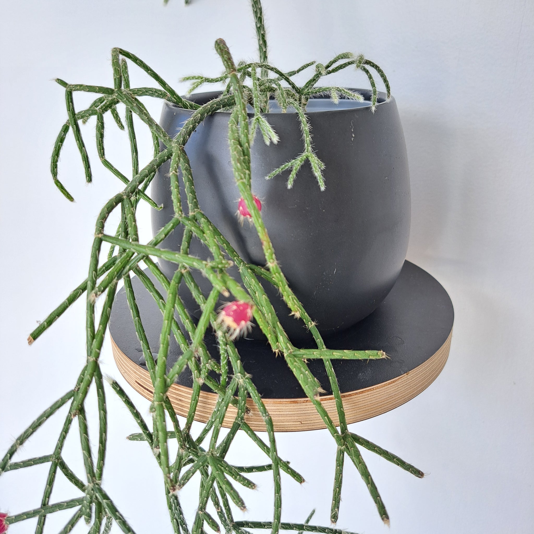 Rhipsalis Horrida Silver