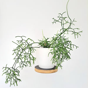 Rhipsalis Cereuscula