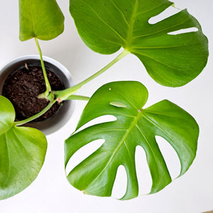 Monstera Deliciosa