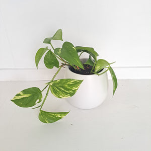 Scindapsus Epipremnum Aureus / Golden Pothos