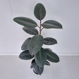 Ficus Elastica Black Knight / Rubber Plant - Single Stem