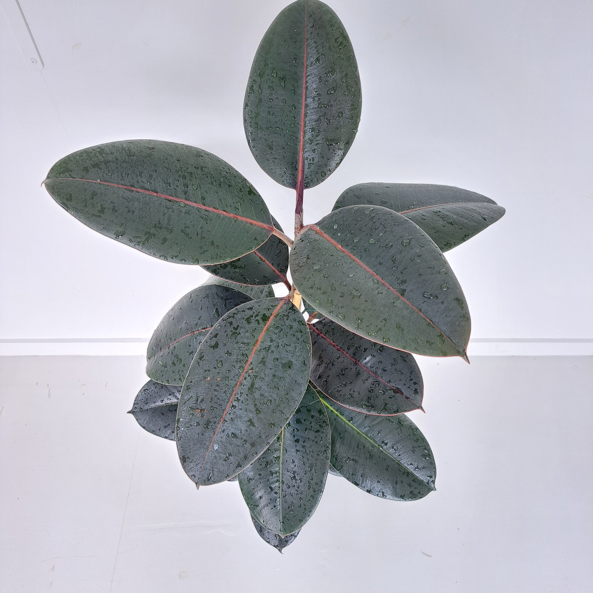 Ficus Elastica Black Knight / Rubber Plant - Single Stem