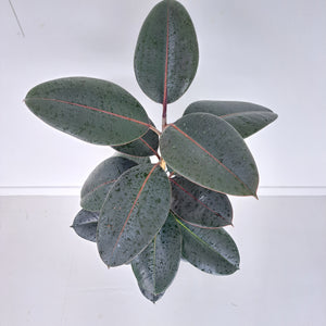 Ficus Elastica Black Knight / Rubber Plant - Single Stem