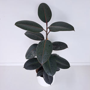 Ficus Elastica Black Knight / Rubber Plant - Single Stem