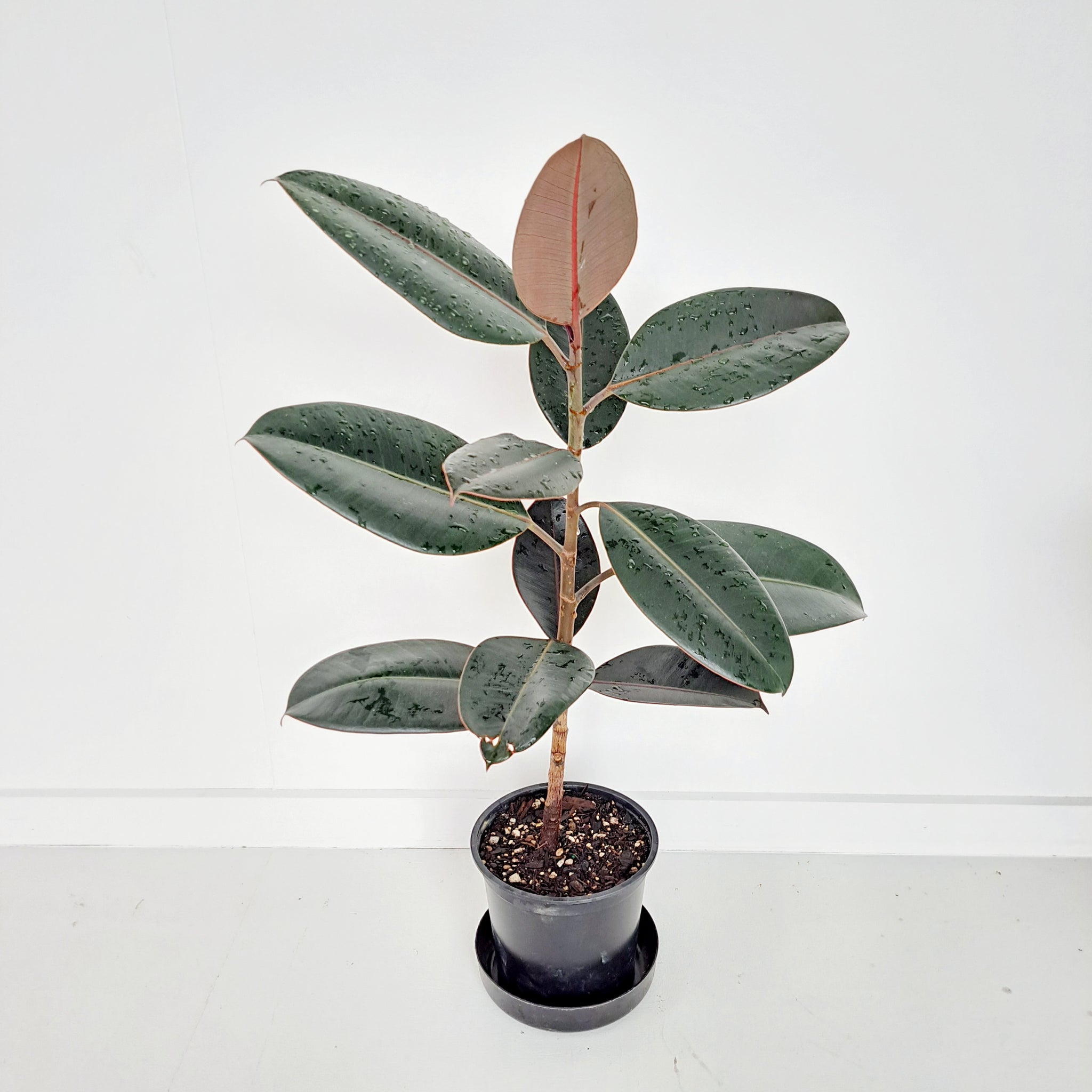 Ficus Elastica Black Knight / Rubber Plant - Single Stem