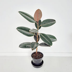 Ficus Elastica Black Knight / Rubber Plant - Single Stem