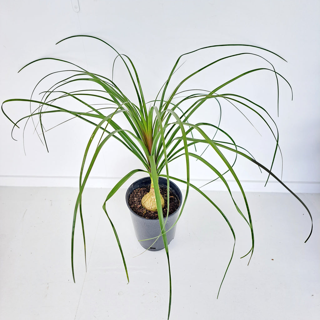 Palm - Beaucarnea / Ponytail Palm