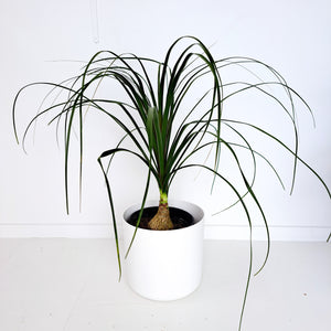 Palm - Beaucarnea / Ponytail Palm