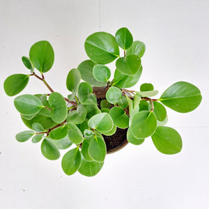 Peperomia Obtusifolia Green