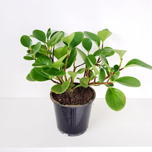 Peperomia Obtusifolia Green