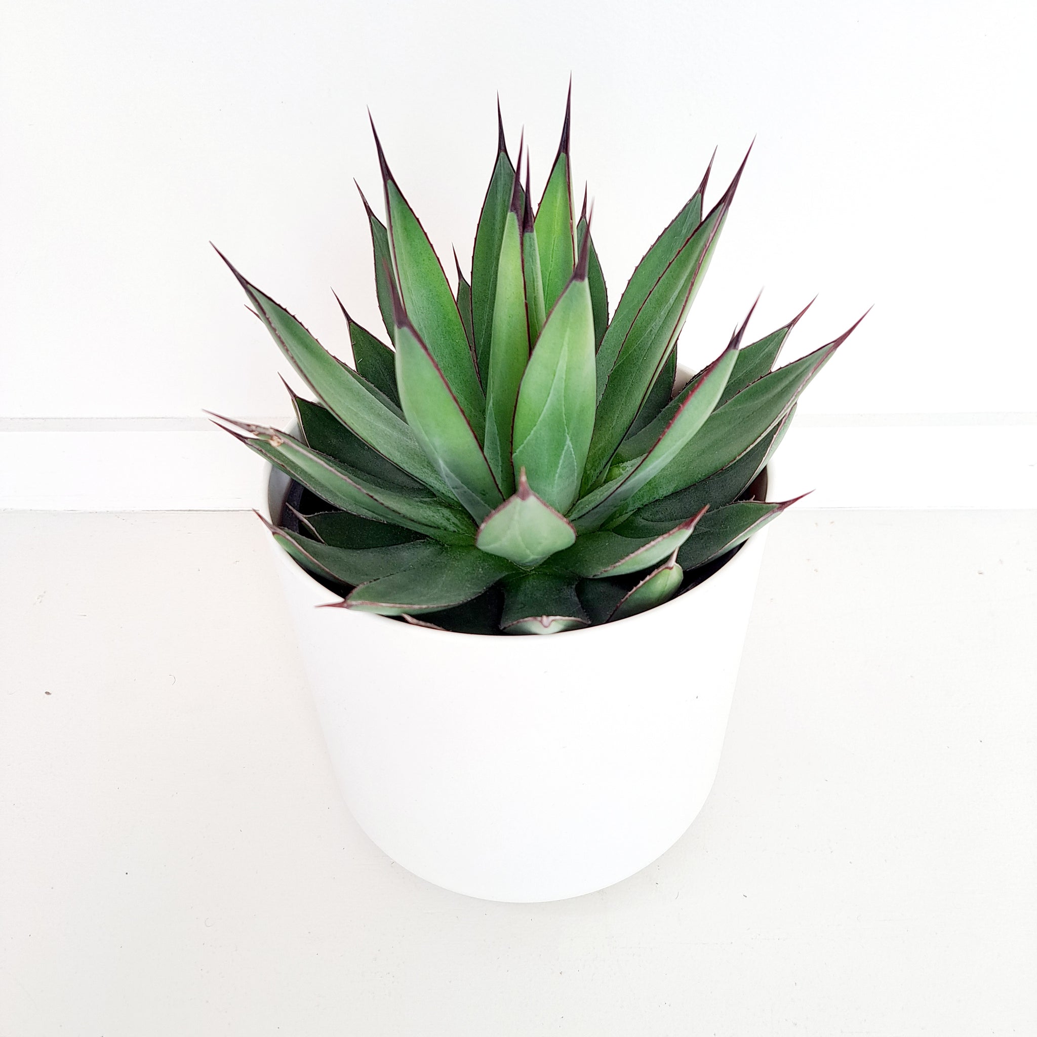 Agave Blue Ember