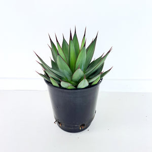 Agave Blue Ember