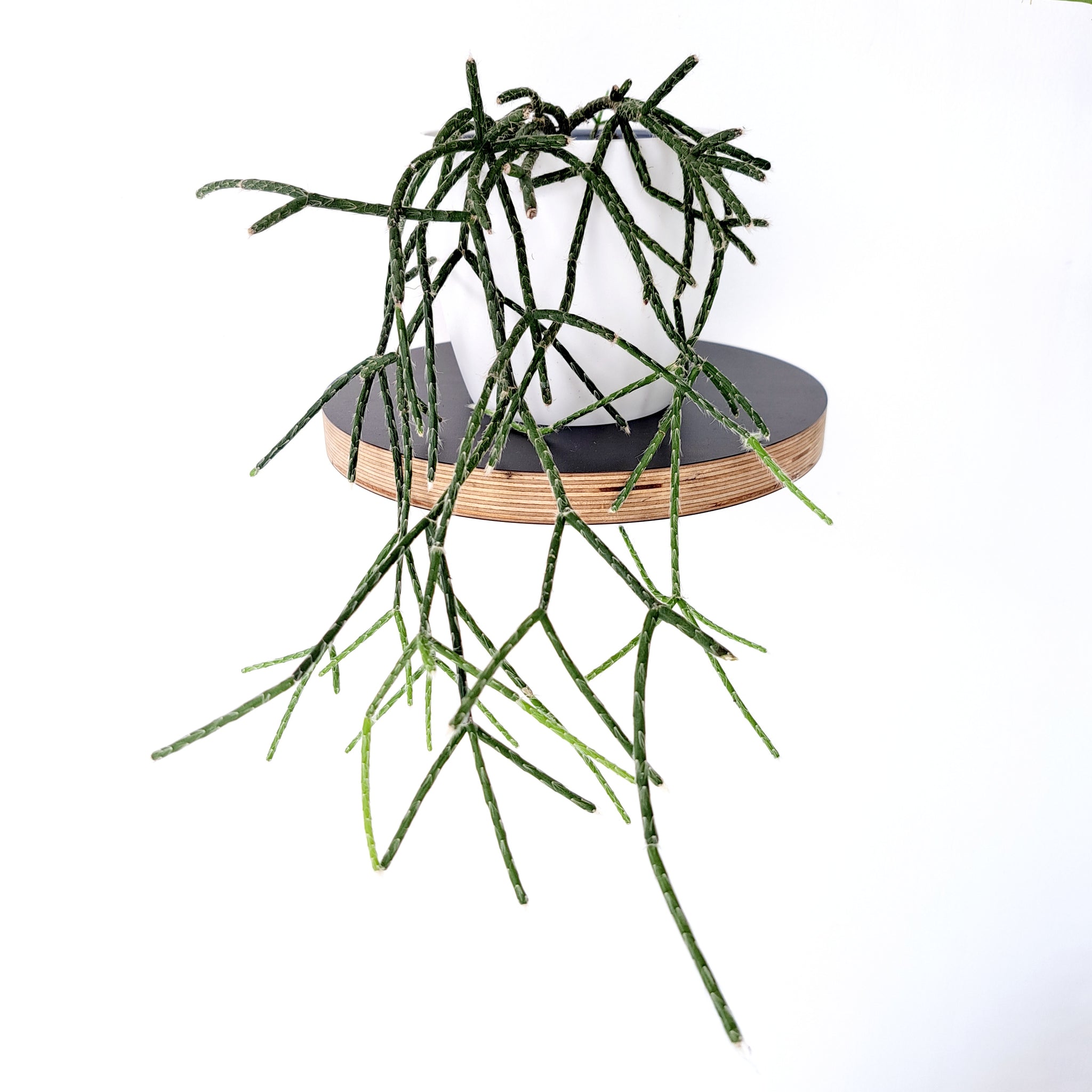 Rhipsalis Horrida Silver