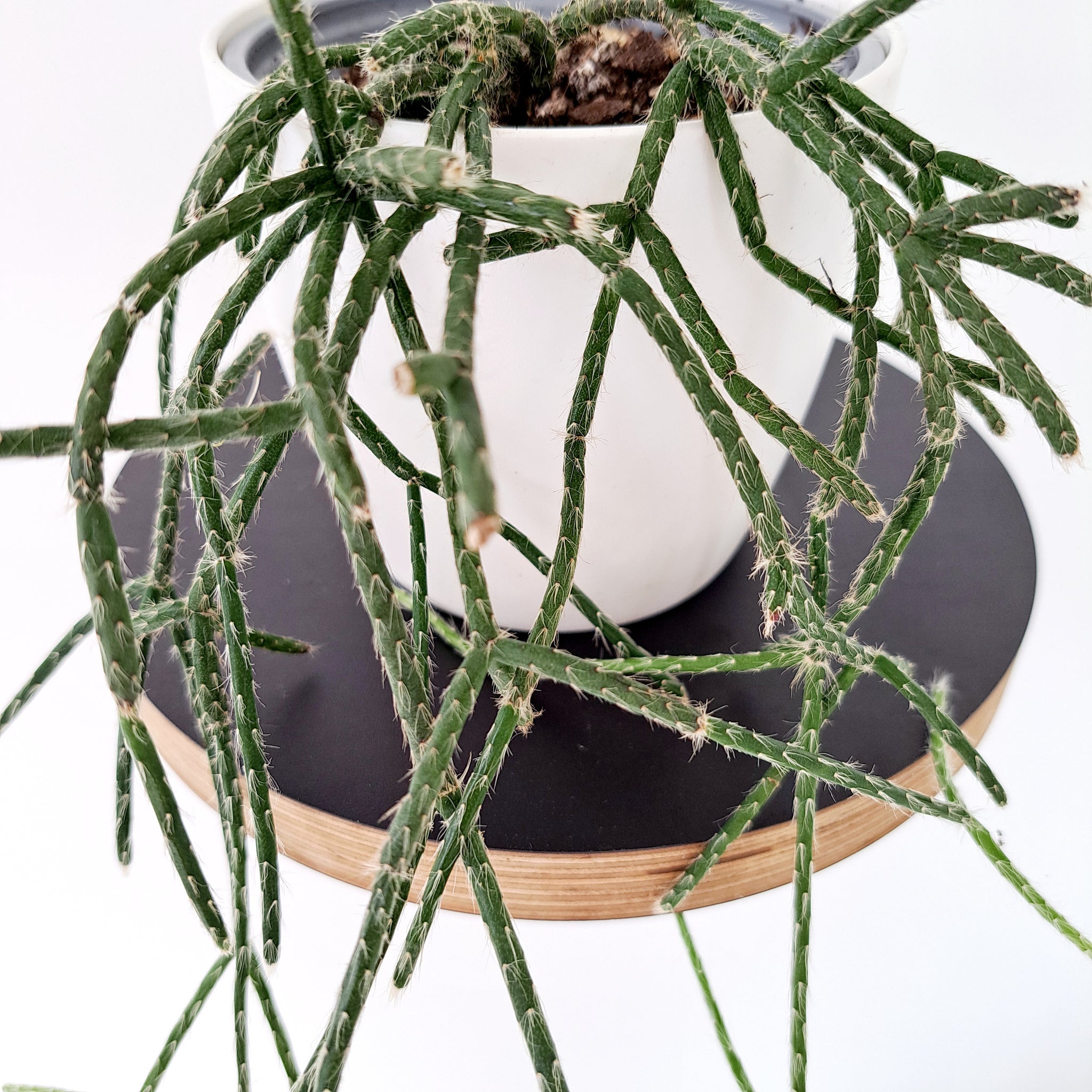 Rhipsalis Horrida Silver