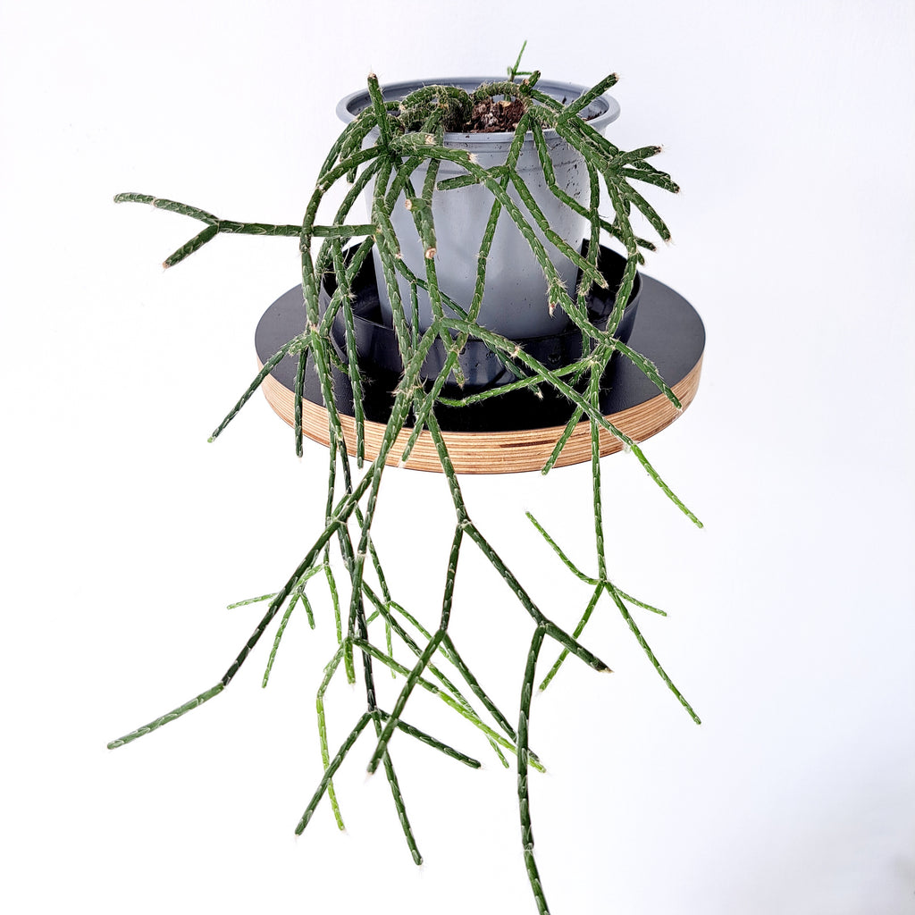 Rhipsalis Horrida Silver