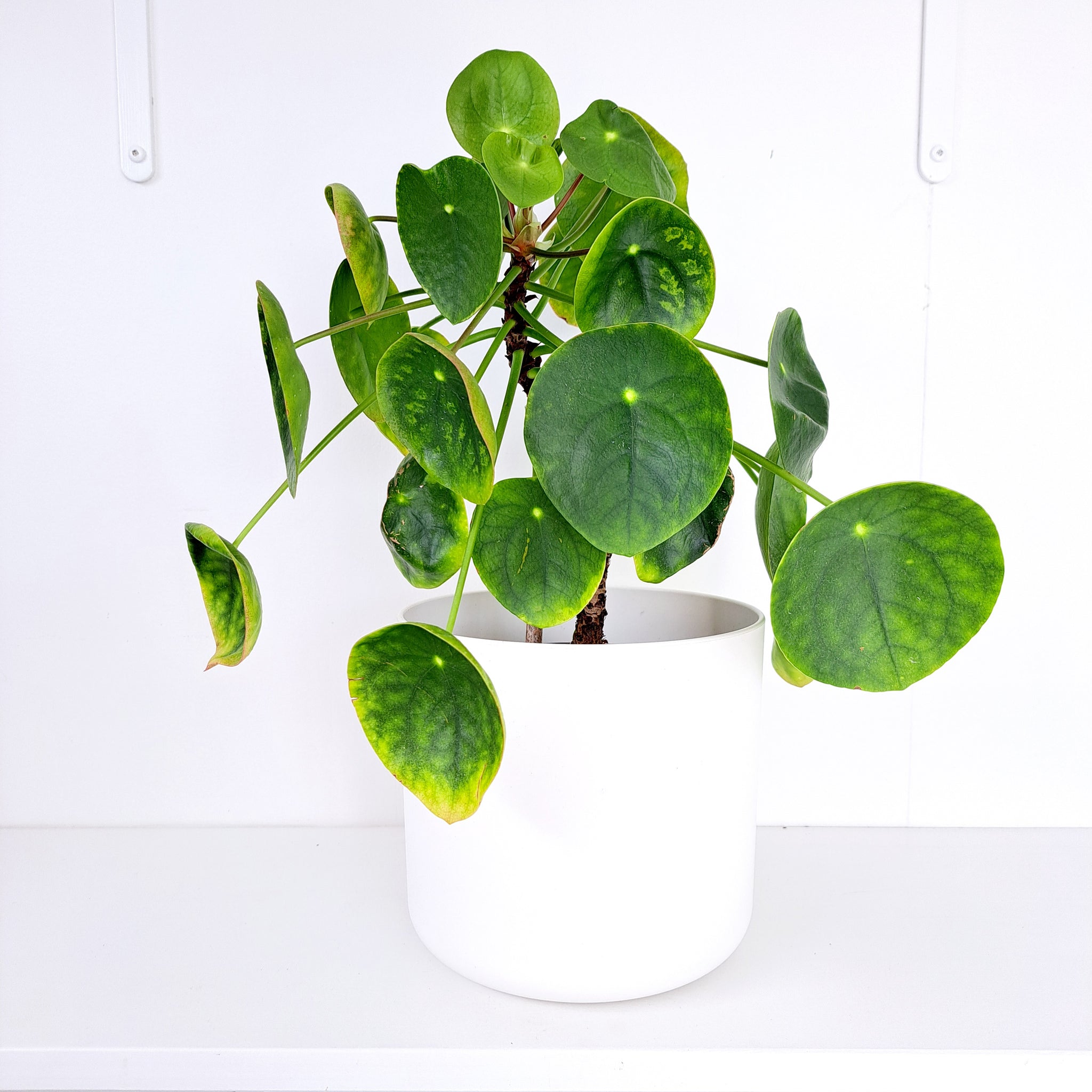 Pilea Peperomiode / Chinese Money Plant