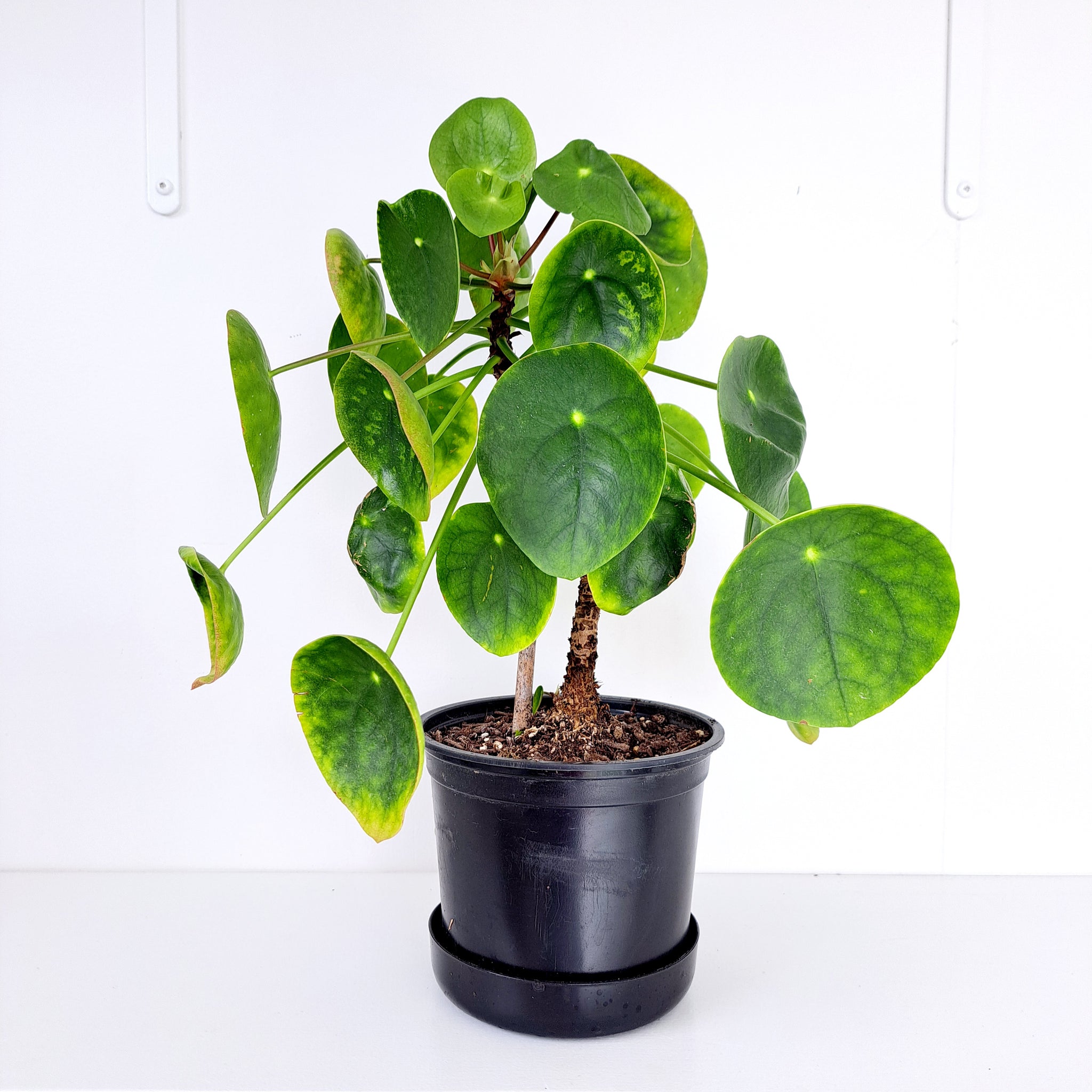 chinese money plant nz Pilea Peperomiode / Chinese Money Plant