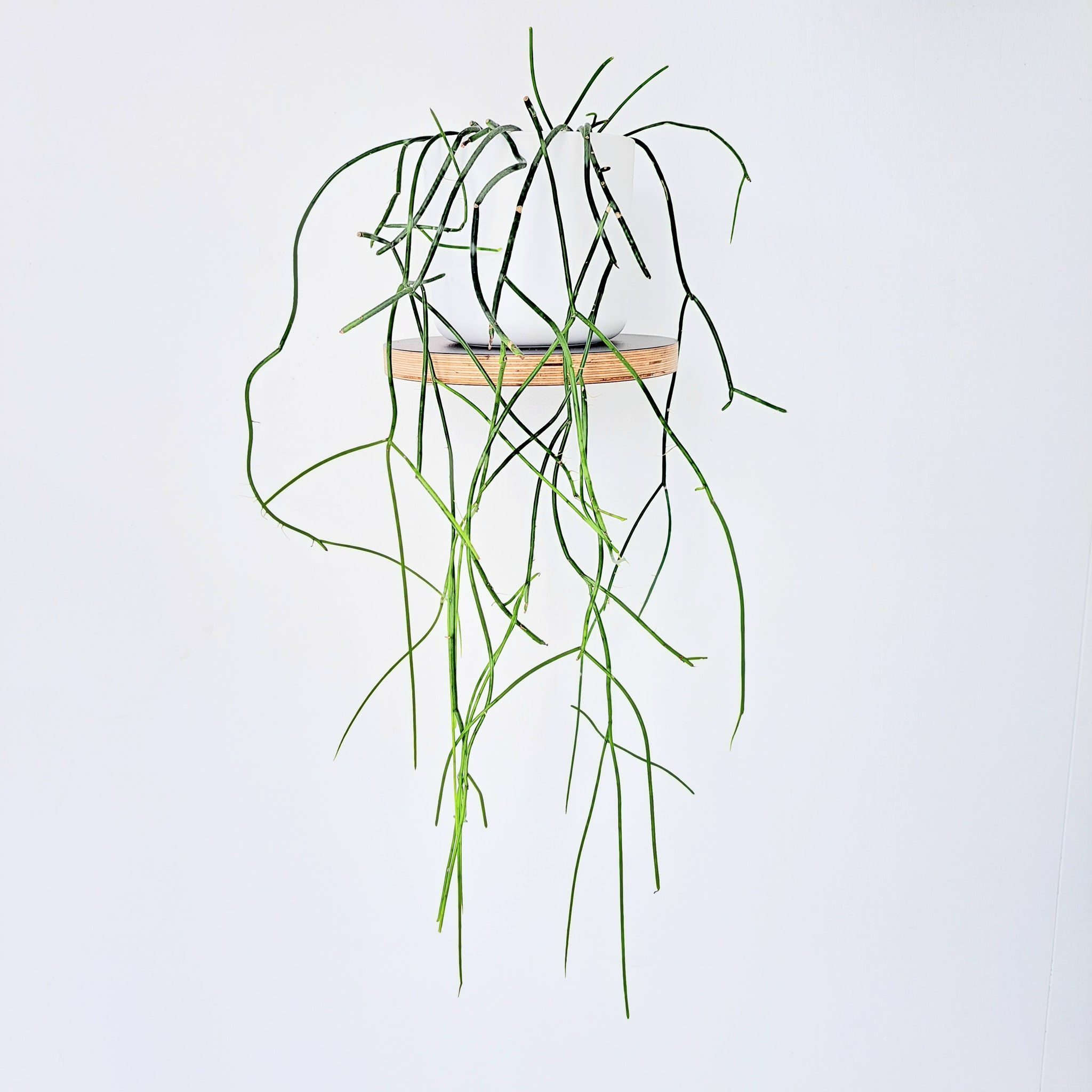 Rhipsalis Baccifera / Spaghetti