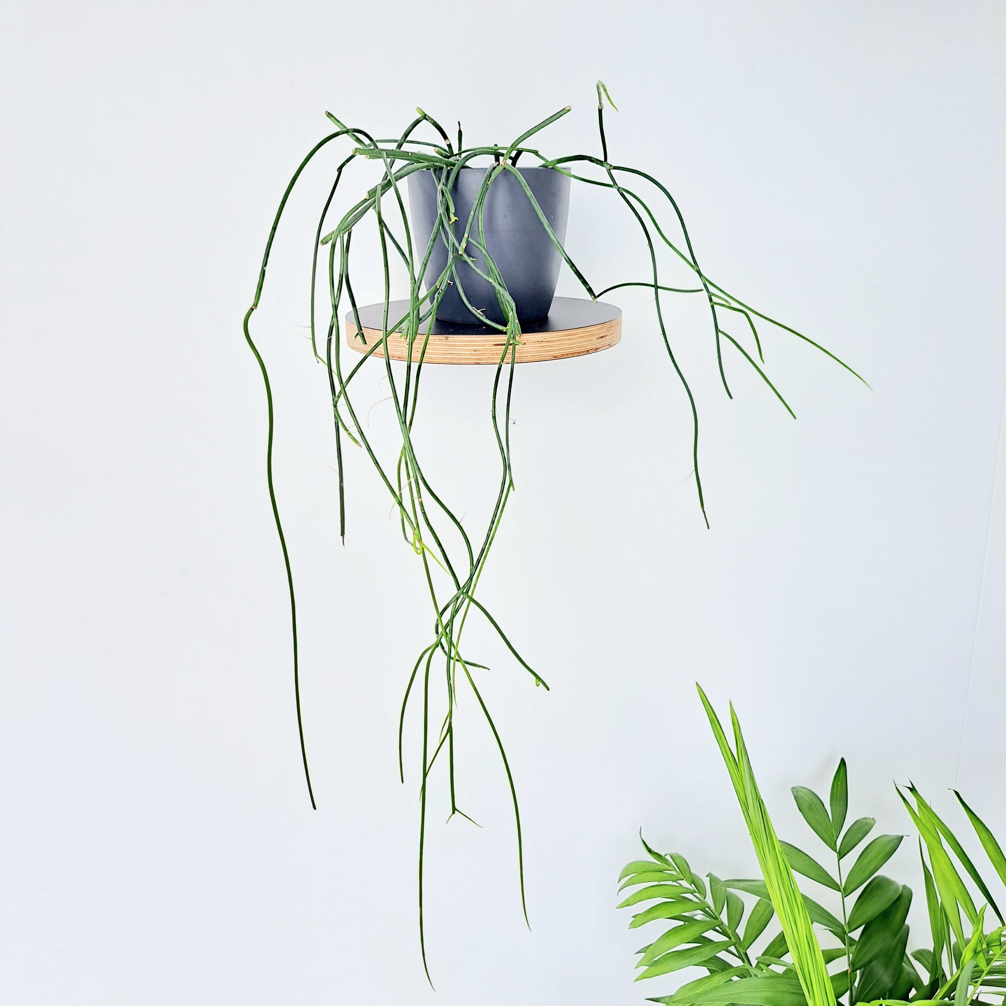 Rhipsalis Baccifera / Spaghetti