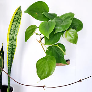 Philodendron Heartleaf (Cordatum)