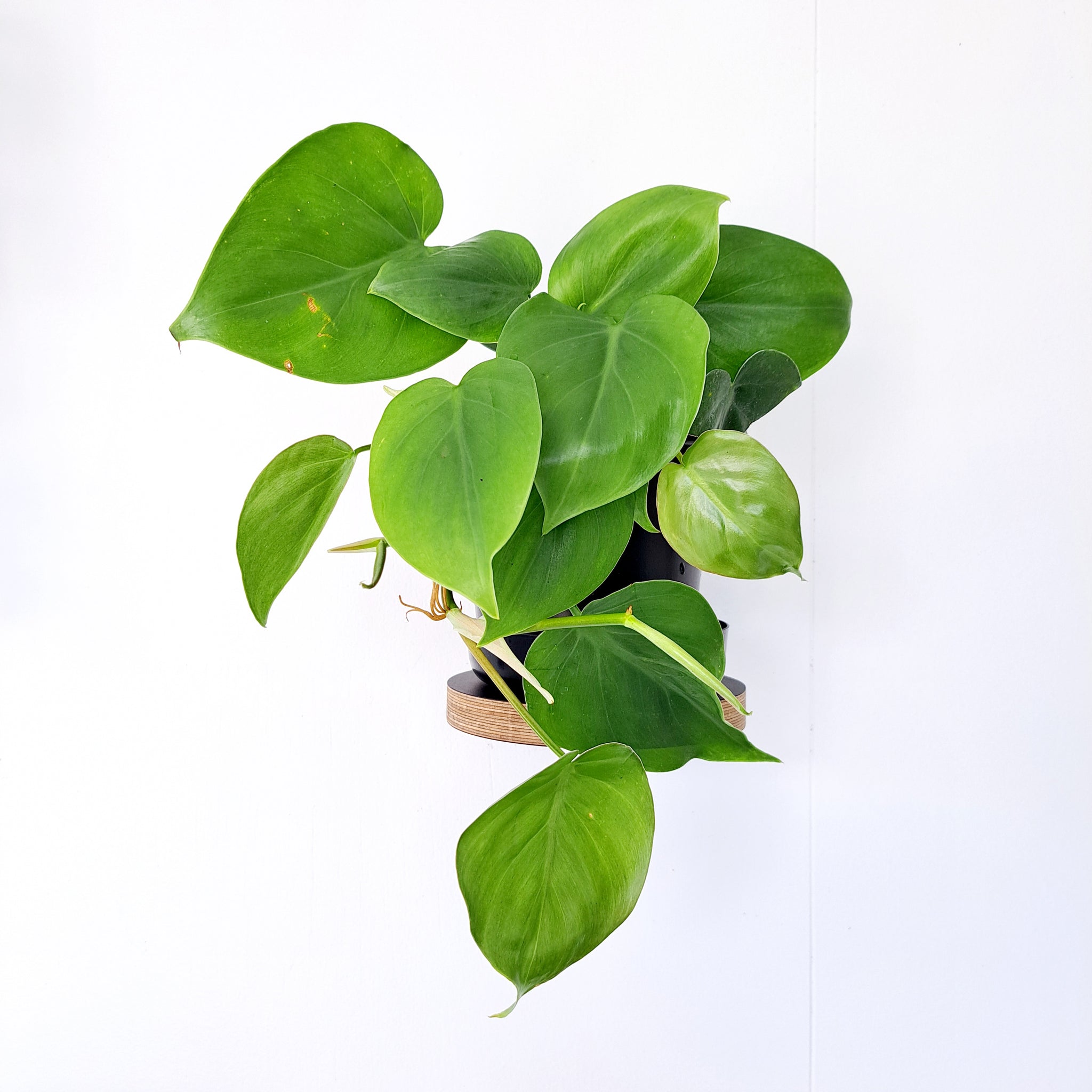 Philodendron Heartleaf (Cordatum)