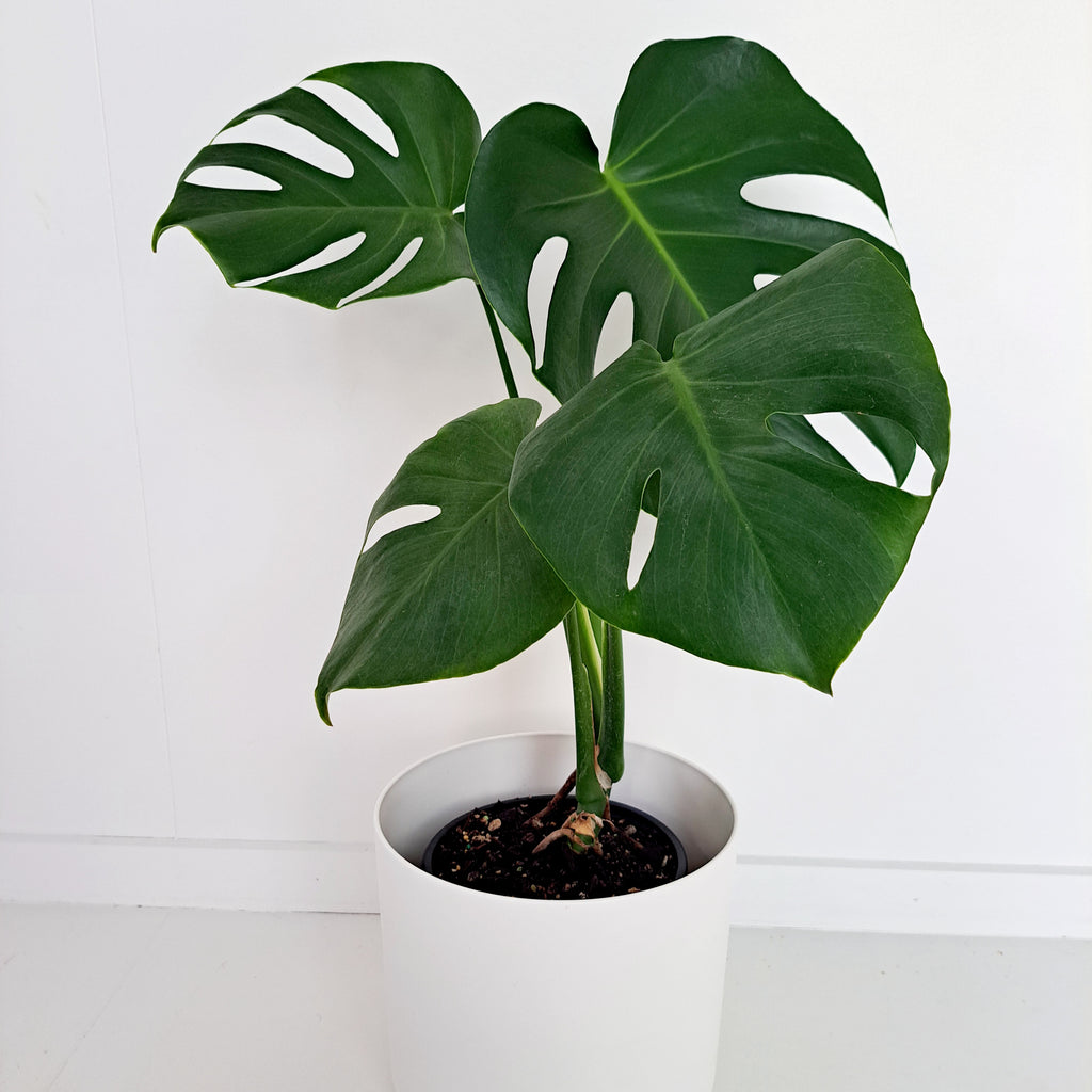 Monstera Deliciosa