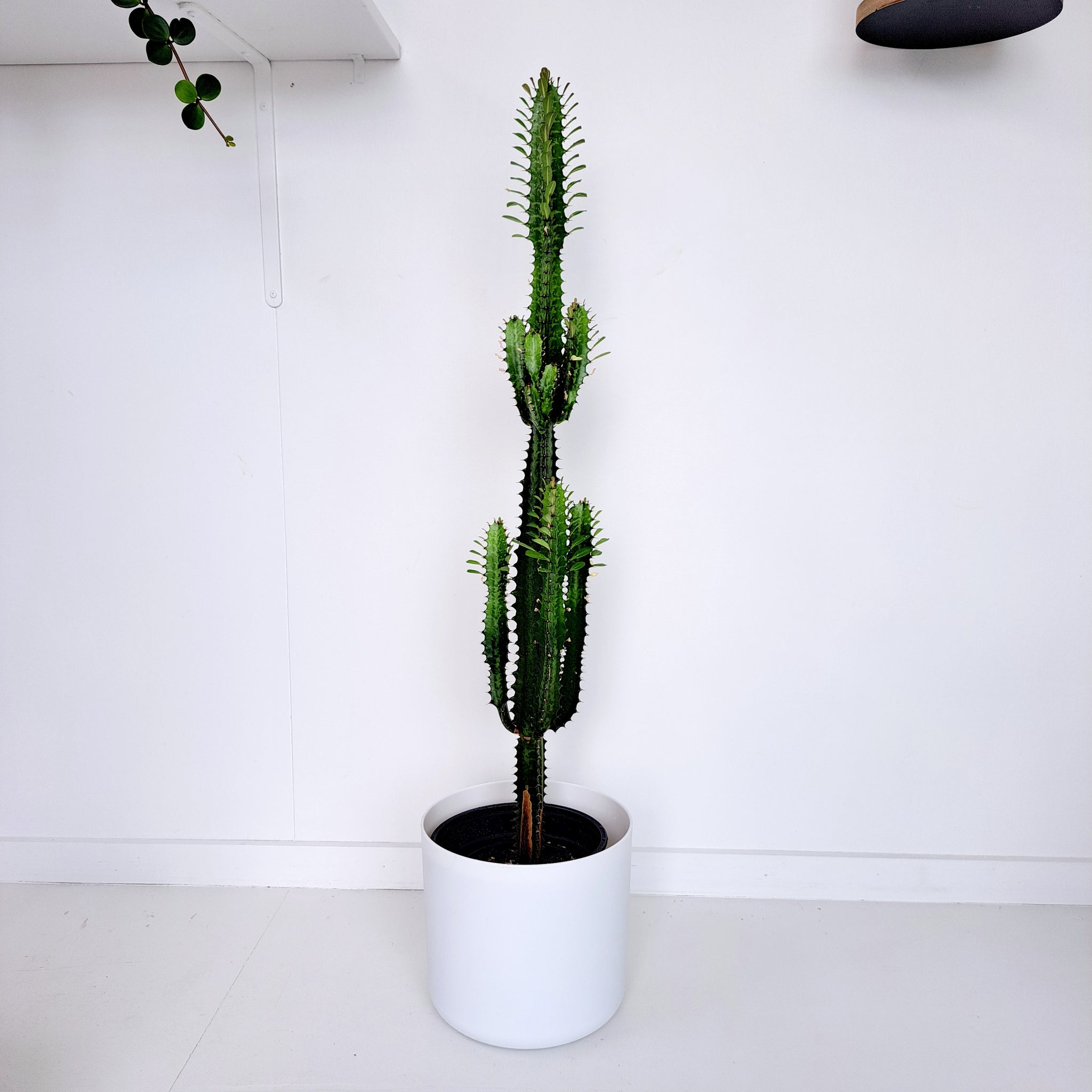 Euphorbia Trigona - Green