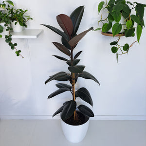 Ficus Elastica Black Knight / Rubber Plant - Single Stem