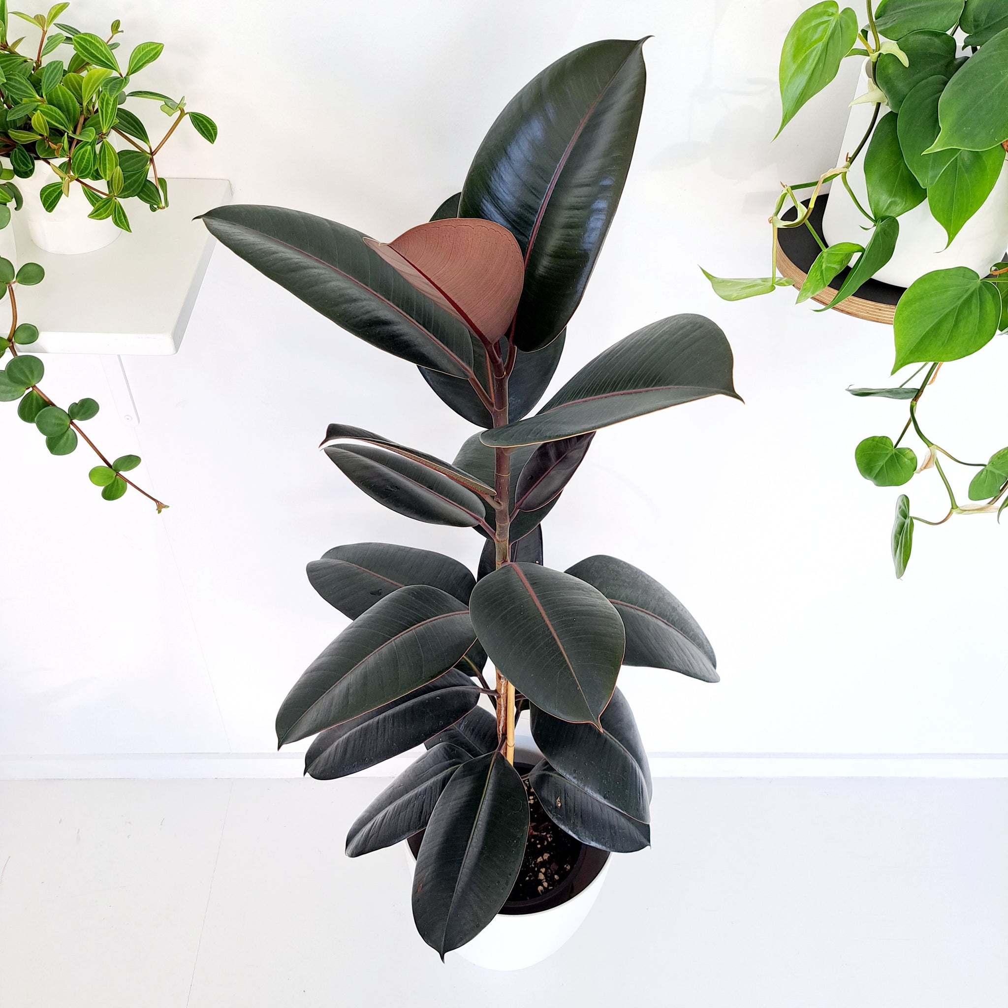 Ficus Elastica Robusta / Rubber Plant - single stem plant