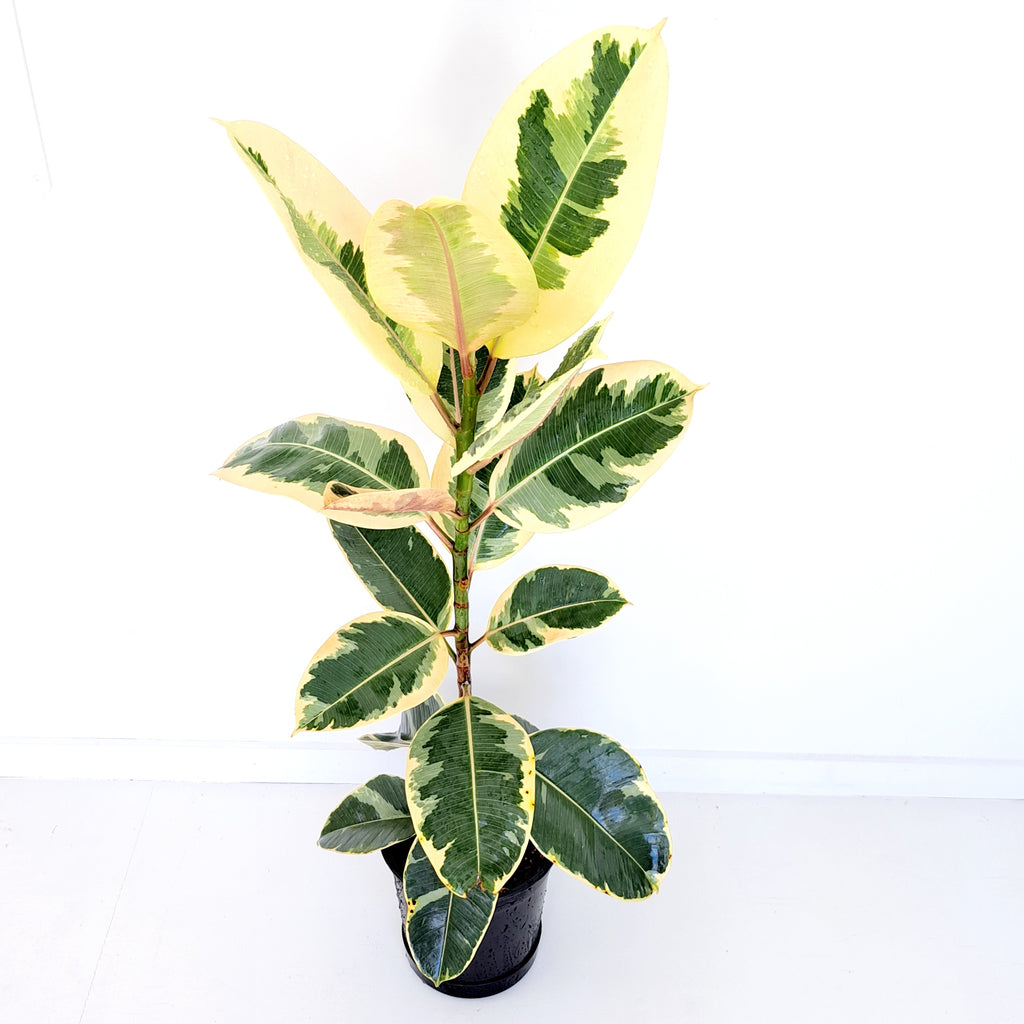 Ficus Elastica Tineke - over 70cm tall from top of soil