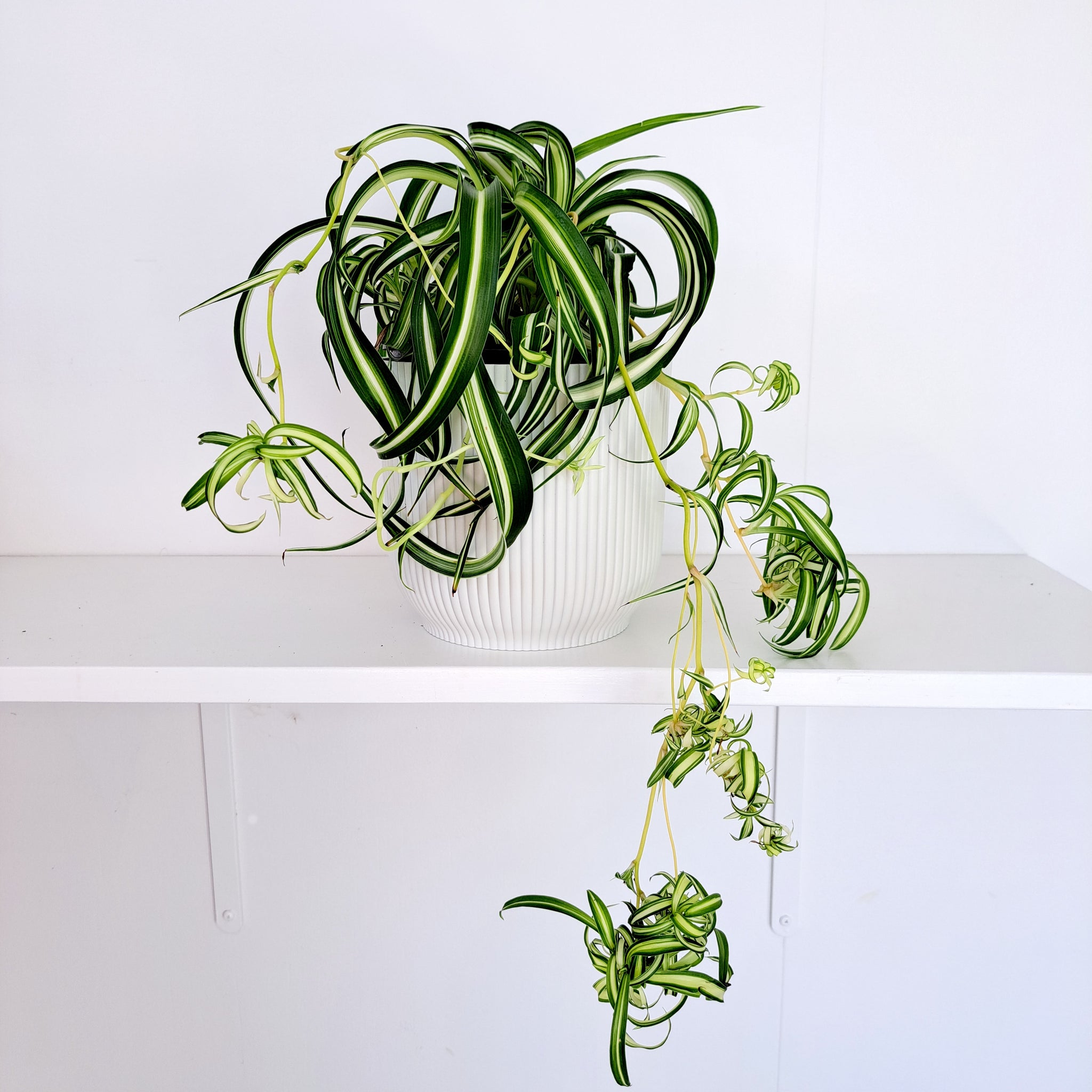 Curly spider plant / Chlorophytum comosum