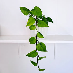 Scindapsus Epipremnum Jade Pothos