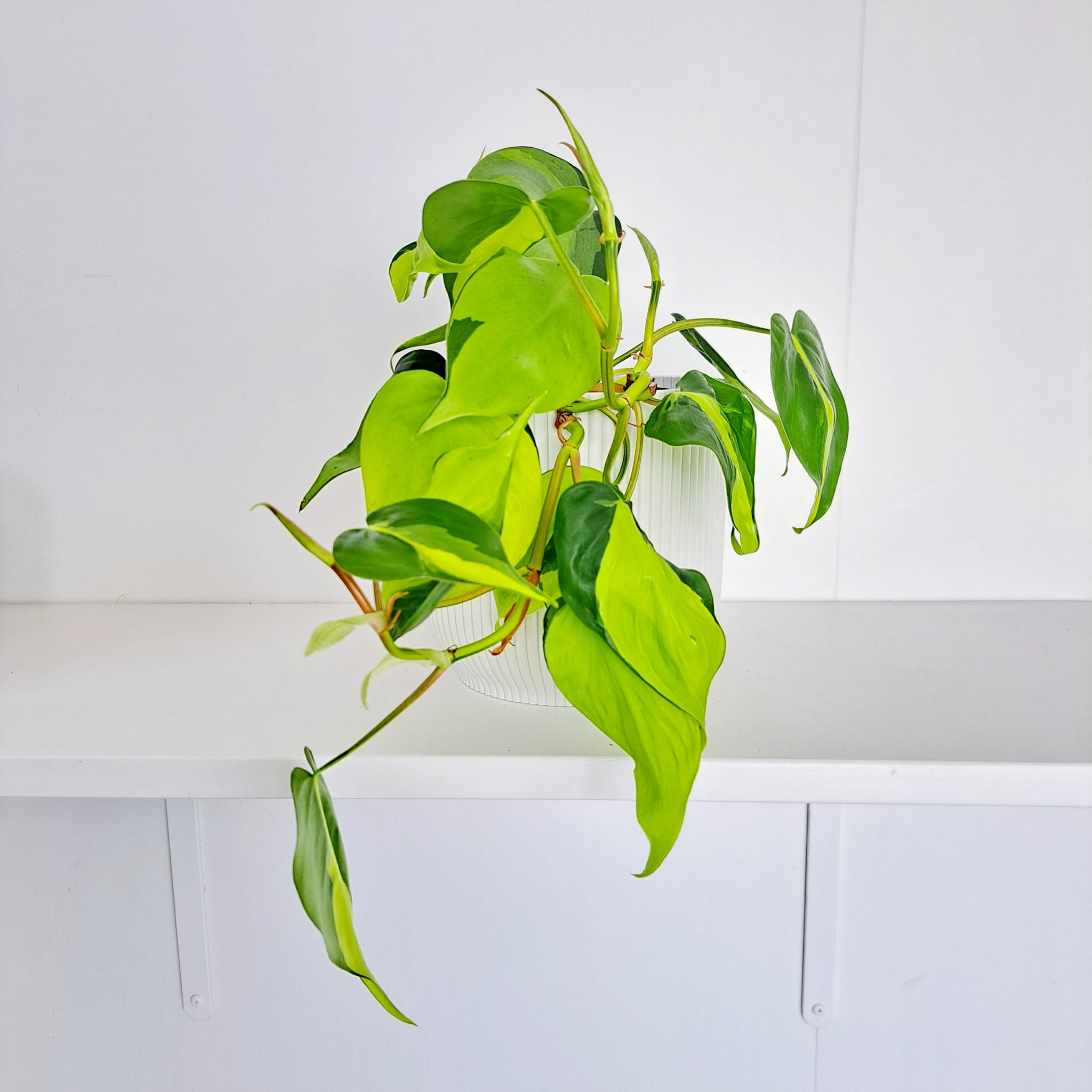 Philodendron Brasil