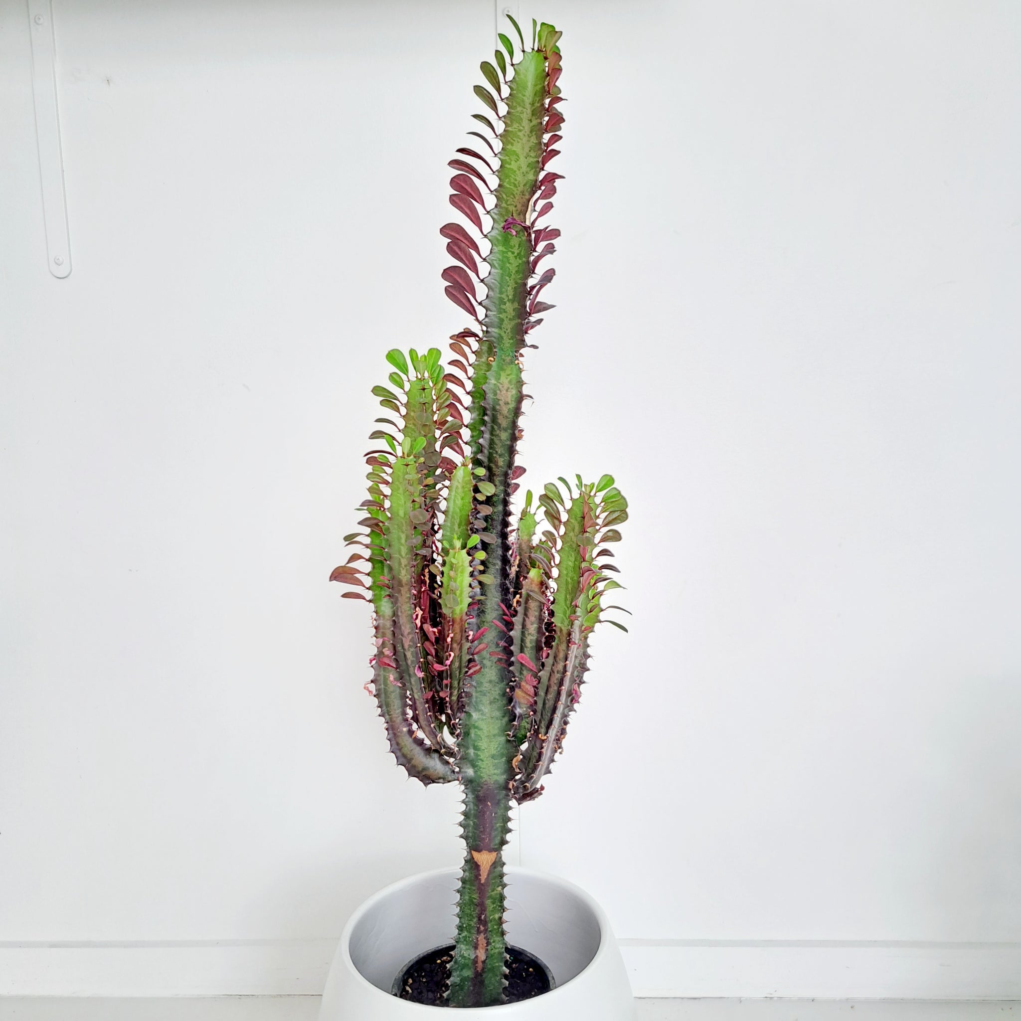 Euphorbia Trigona - Purpurea