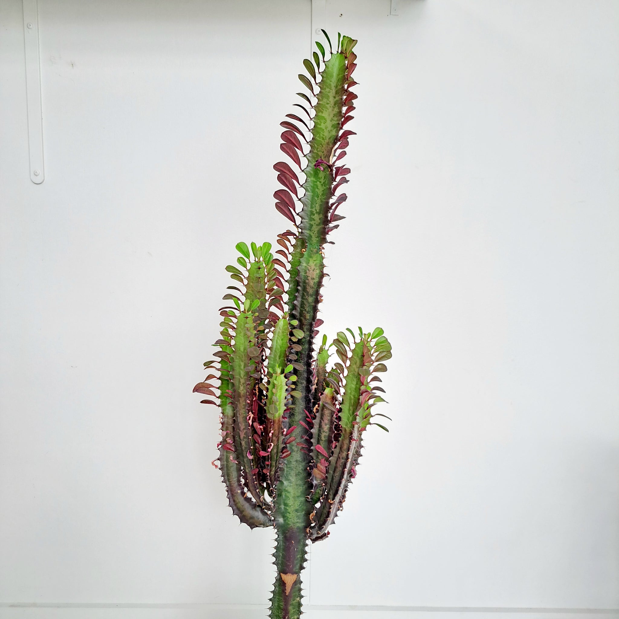 Euphorbia Trigona - Purpurea