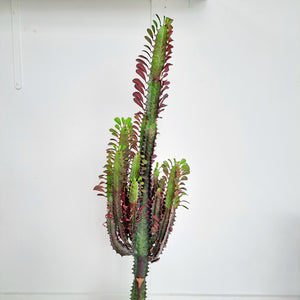 Euphorbia Trigona - Purpurea