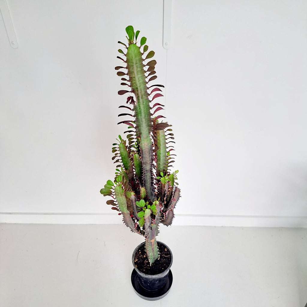 Euphorbia Trigona - Purpurea