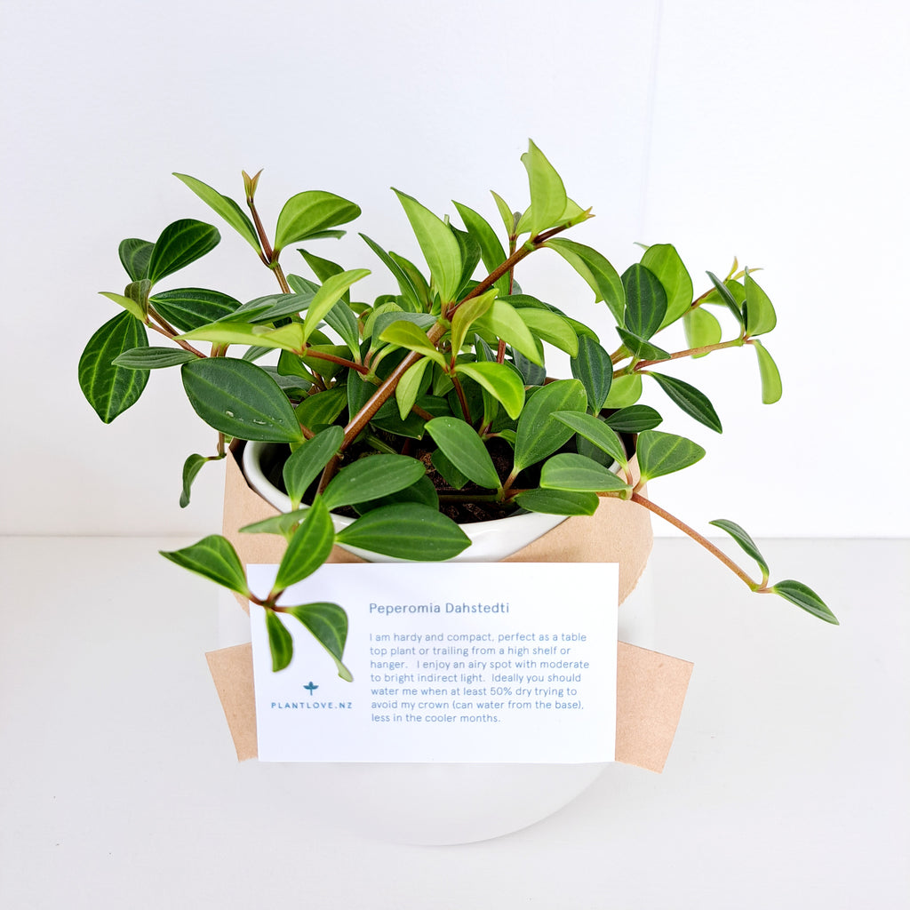 Peperomia Dahstedti