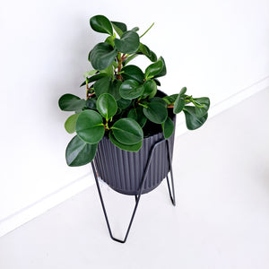 Plant Stands - Elho