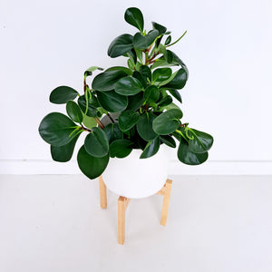 Plant Stands - Wooden