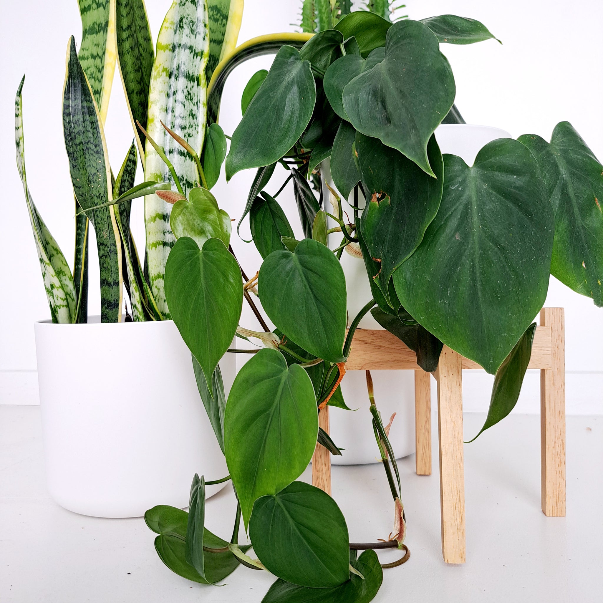 Plant Stands - Wooden