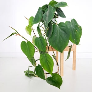 Plant Stands - Wooden