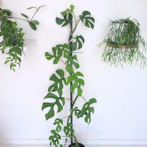 Philodendron Minima / Rhaphidophora Tetrasperma on Stake