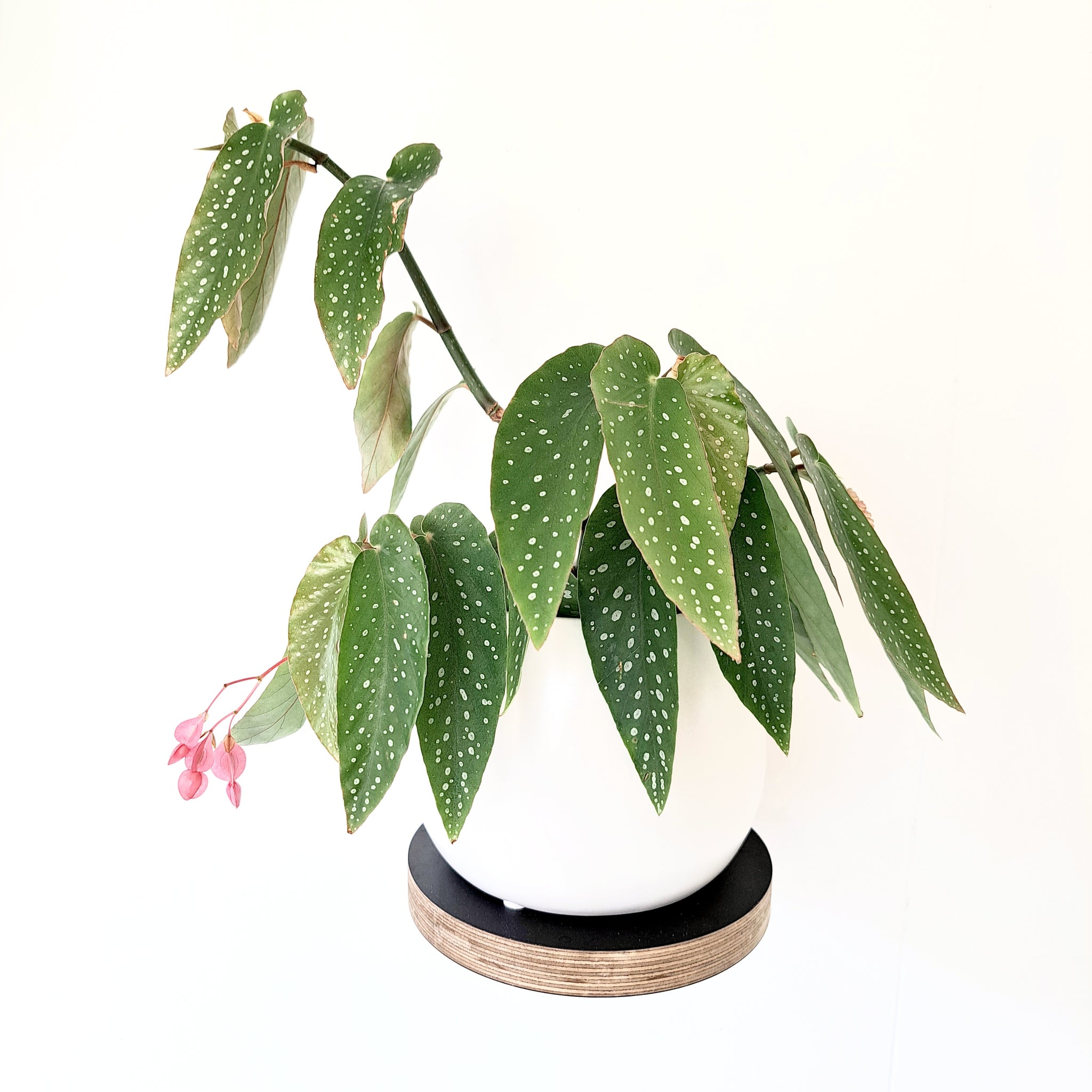 Begonia Angel Wings