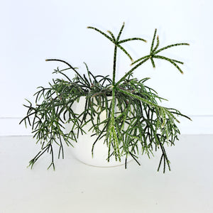 Rhipsalis Horrida Silver