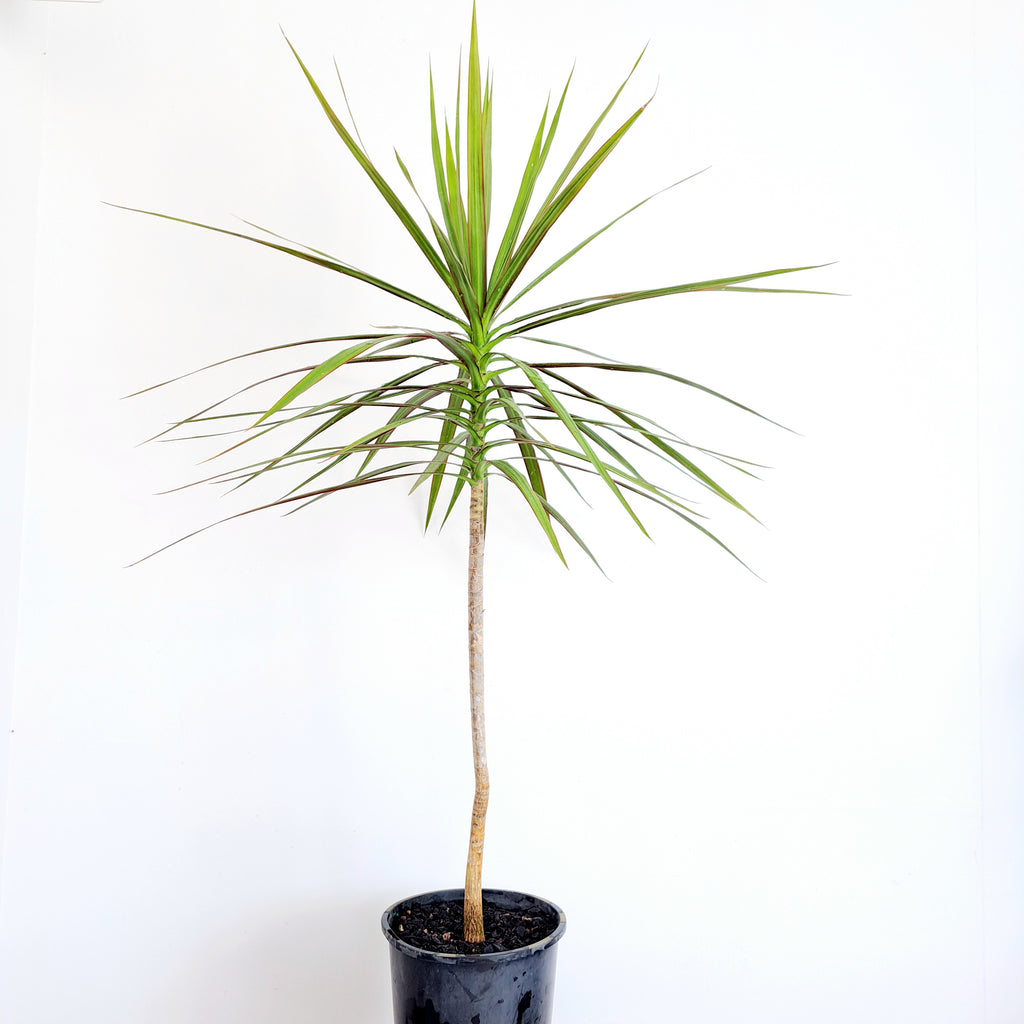 Dracaena Marginata